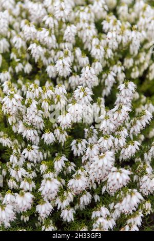 Schnee-Heide (Erica carnea „Snow Queen“) Stockfoto