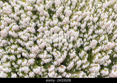 Schnee-Heide (Erica carnea „Snow Queen“) Stockfoto