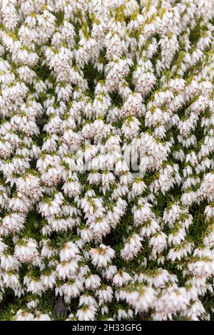 Schnee-Heide (Erica carnea „Snow Queen“) Stockfoto