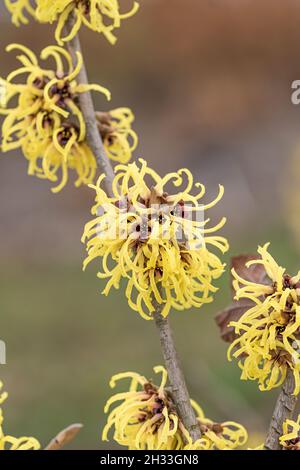 Hybrid-Zaubernuss (Hamamelis × intermedia „Primavera“) Stockfoto