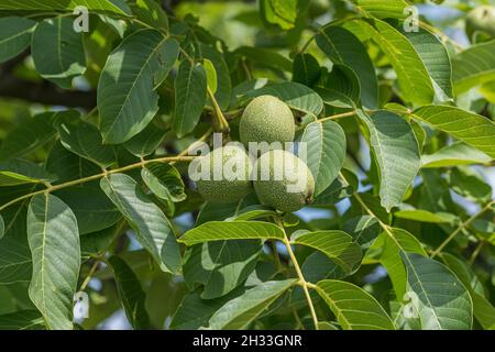 Walnuss (Juglans regia 'Ockerwitzer lange') Stockfoto