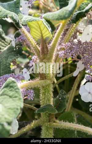 Samt-Hortensie (Hydrangea aspera subsp. Sargentiana XX-O-DR 005385) Stockfoto