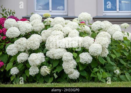 Schneeball-Hortensie (Hydrangea arborescens „Annabelle“) Stockfoto