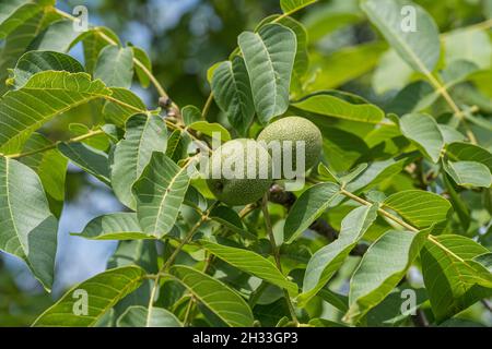 Walnuss (Juglans regia 'Ockerwitzer lange') Stockfoto