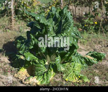 Eine große weiße schweizer Mangold-Gemüsepflanze im Garten Stockfoto