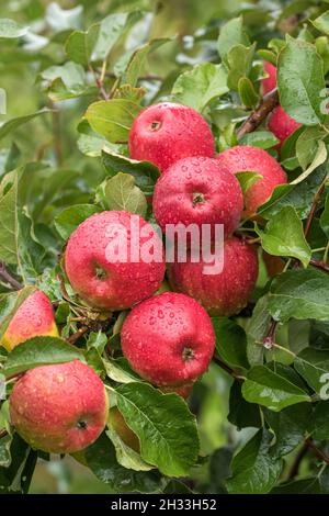 Apfel (Malus domestica „Pilot“) Stockfoto