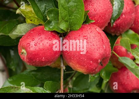 Apfel (Malus domestica „Pilot“) Stockfoto