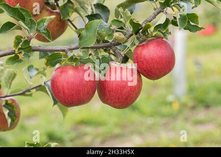 Apfel (Malus domestica 'Rubinstar') Stockfoto