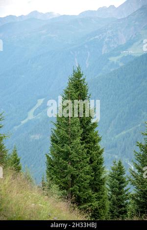 Defereggental in den Hohen Tauern, Rot-Fichte (Picea abies) Stockfoto