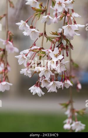 Hände-Yoshino-Kirsche (Prunus × yedoensis 'Ivensii') Stockfoto