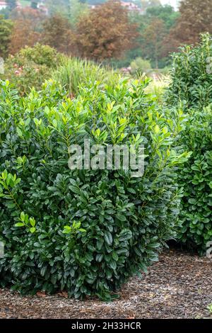 Lorbeer-Kirsche (Prunus laurocerasus 'Diana') Stockfoto