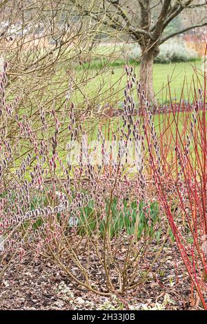 Rote Kätzchenweide (Salix gracilistyla 'Mt. Aso') Stockfoto