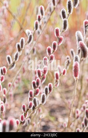 Rote Kätzchenweide (Salix gracilistyla 'Mt. Aso') Stockfoto