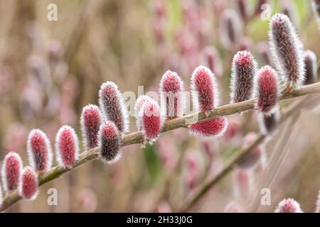 Rote Kätzchenweide (Salix gracilistyla 'Mt. Aso') Stockfoto