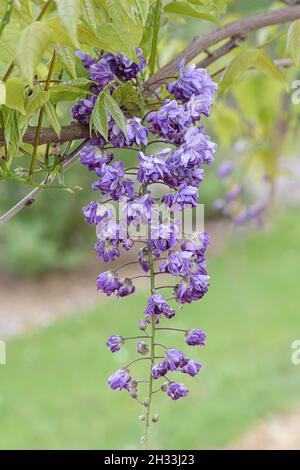 Japanischer Blauregen (Wisteria floribunda 'violacea Plena') Stockfoto