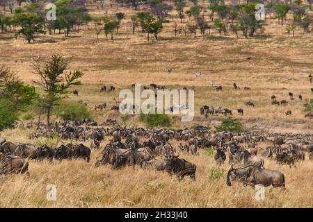 Riesige Herde blauer Gnus (Connochaetes mearnsi) und Zebras auf großer Wanderung durch den Serengeti Nationalpark, Tansania, Afrika Stockfoto