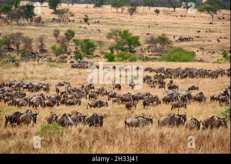 Riesige Herde blauer Gnus (Connochaetes mearnsi) und Zebras auf großer Wanderung durch den Serengeti Nationalpark, Tansania, Afrika Stockfoto