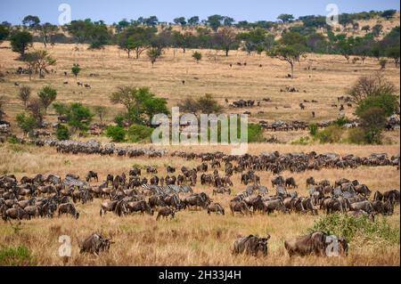 Riesige Herde blauer Gnus (Connochaetes mearnsi) und Zebras auf großer Wanderung durch den Serengeti Nationalpark, Tansania, Afrika Stockfoto