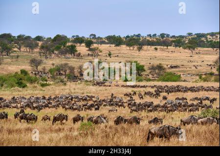 Riesige Herde blauer Gnus (Connochaetes mearnsi) und Zebras auf großer Wanderung durch den Serengeti Nationalpark, Tansania, Afrika Stockfoto