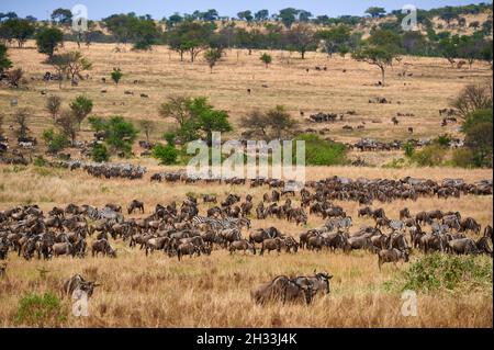 Riesige Herde blauer Gnus (Connochaetes mearnsi) und Zebras auf großer Wanderung durch den Serengeti Nationalpark, Tansania, Afrika Stockfoto