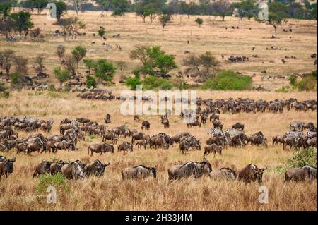 Riesige Herde blauer Gnus (Connochaetes mearnsi) und Zebras auf großer Wanderung durch den Serengeti Nationalpark, Tansania, Afrika Stockfoto