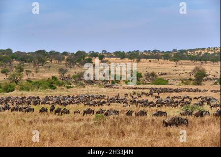 Riesige Herde blauer Gnus (Connochaetes mearnsi) und Zebras auf großer Wanderung durch den Serengeti Nationalpark, Tansania, Afrika Stockfoto