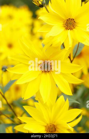 Mehrjährige Sonnenblume, Helianthus 'Miss Mellish' mit charakteristischen, lebendigen halbdoppelten Blüten. Auch genannt Helianthus × laetiflorus 'Miss Mellish. Stockfoto