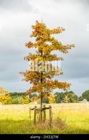 Einsame junge Nadeleiche, Quercus palustris, in einem Naturschutzgebiet vor verschwommenem Hintergrund mit grauem Himmel und Wolkendecke Stockfoto