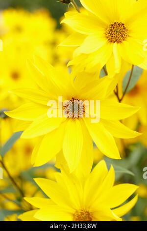 Mehrjährige Sonnenblume, Helianthus 'Miss Mellish' mit charakteristischen, lebendigen halbdoppelten Blüten. Auch genannt Helianthus × laetiflorus 'Miss Mellish. Stockfoto