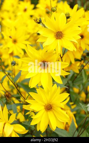 Mehrjährige Sonnenblume, Helianthus 'Miss Mellish' mit charakteristischen, lebendigen halbdoppelten Blüten. Auch genannt Helianthus × laetiflorus 'Miss Mellish. Stockfoto