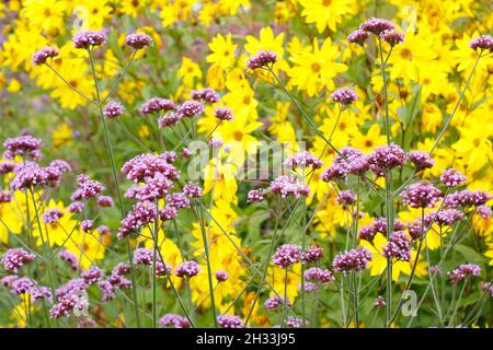 Verbena bonariensis gegen mehrjährige Sonnenblume, helianthus 'Miss Mellish' in einem Spätsommergarten Grenze. VEREINIGTES KÖNIGREICH Stockfoto