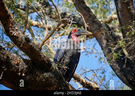 Südlicher Hornbill (Bucorvus leadbeateri; früher bekannt als Bucorvus cafer) an einem Zweig, Lake Manyara National Park, Mto wa Mbu, Tansania Stockfoto