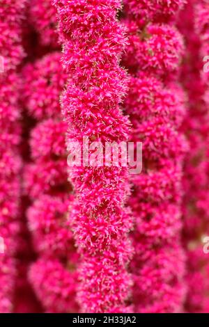 Amaranthus caudatus aus der Nähe. Detail der Liebe liegt blutende BlumenQuasten. VEREINIGTES KÖNIGREICH Stockfoto