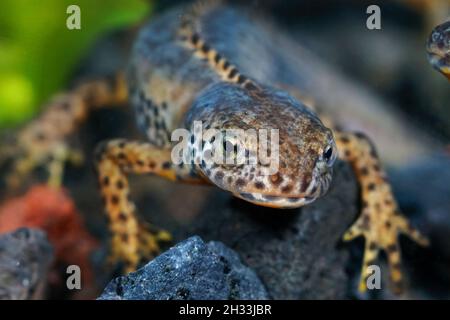 Nahaufnahme eines farbenprächtigen blauen männlichen Alpenmolchens, Ichthyosaura alpestris Stockfoto