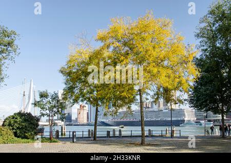 Rotterdam, Niederlande, 24. Oktober 2021: Blick vom Kai zwischen zwei gleditsia-Bäumen auf den Fluss Nieuwe Maas und das Kreuzschiff Rotterdam Mo Stockfoto