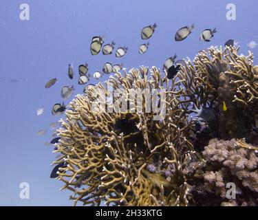 Fischschule, die über den Ästen der Korallen schwimmt, Agincourt Reef, Great Barrier Reef, Queensland, Australien Stockfoto