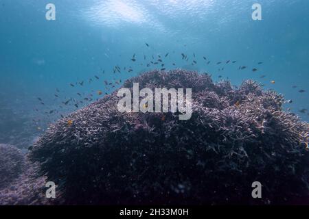 Fischschule in der Nähe von Korallen, Agincourt Reef, Great Barrier Reef, Queensland, Australien Stockfoto