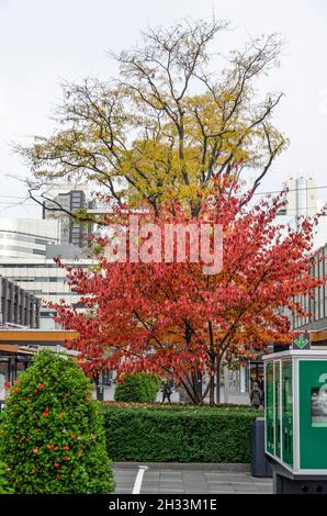 Rotterdam, Niederlande, 24. Oktober 2021: Ein roter Malus-Baum, eine gelbe gleditsia und eine grüne Hecke auf der Einkaufsstraße Lijnbaan im Herbst Stockfoto