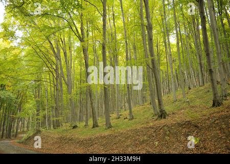 Buchenwald Stockfoto
