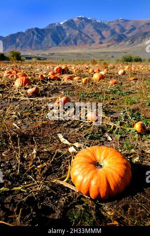 Kürbisse im Feld bereit für die Ernte an einem Herbsttag mit Bergen im Hintergrund Stockfoto