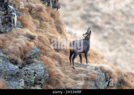 Chamois rupicapra rupicapra im natürlichen Lebensraum beim Klettern auf felsige Hügel bei kaltem Wetter Stockfoto