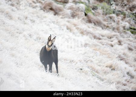 Gämsen-Ziege rupicapra rupicapra klettern Hügel in natürlichen Lebensraum Blick auf die Kamera Stockfoto