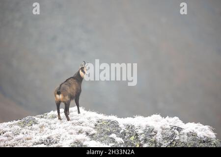 Chamois rupicapra rupicapra steht auf einem Felsen und schaut in die Kamera Stockfoto