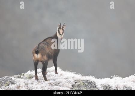 Gämsen-Ziege rupicapra rupicapra stehend in natürlichen Lebensraum Blick auf die Kamera Stockfoto