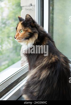 Die heimische langhaarige dreifarbige Orange-Schwarz-Weiß-Katze sitzt in der Nähe des Fensters und schaut vorsichtig darauf. Lieblingstiere. Seitenansicht, Nahaufnahme. V Stockfoto