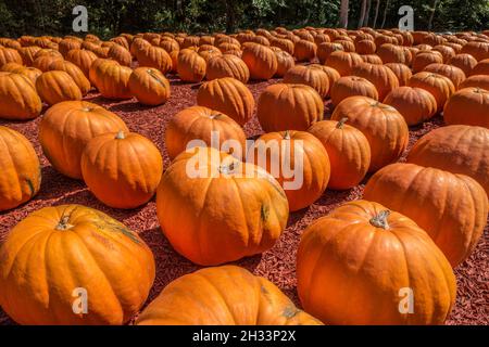 Riesige überdimensionale leuchtend orange Kürbisse zum Verkauf auf einem Bauernhof für die Herbstferien an einem sonnigen Tag Stockfoto