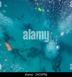 Taucher unter Wasser, Turtle Bommie Dive Site, Great Barrier Reef, Queensland, Australien Stockfoto