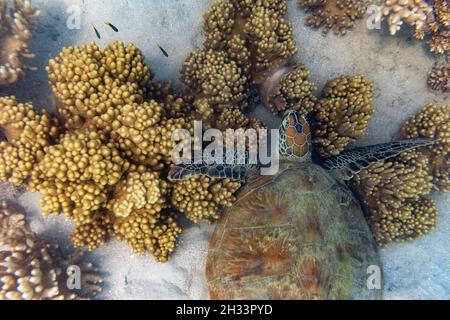 Grüne Meeresschildkröte, Low Isles, Great Barrier Reef, Queensland, Australien Stockfoto