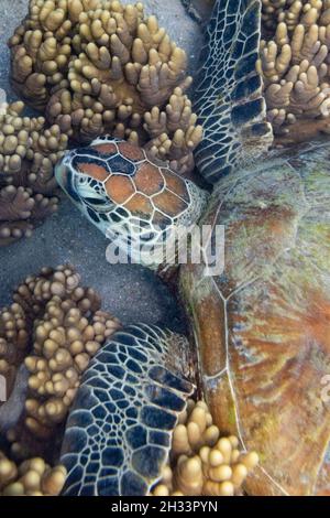 Grüne Meeresschildkröte, Low Isles, Great Barrier Reef, Queensland, Australien Stockfoto