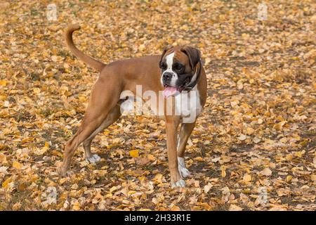 Der deutsche Boxerwelpe steht auf einem gelben Laub im Herbstpark. Haustiere. Reinrassige Hündin. Stockfoto